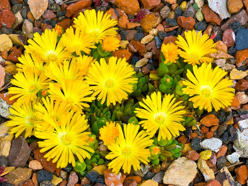 yellow Ice-Plant