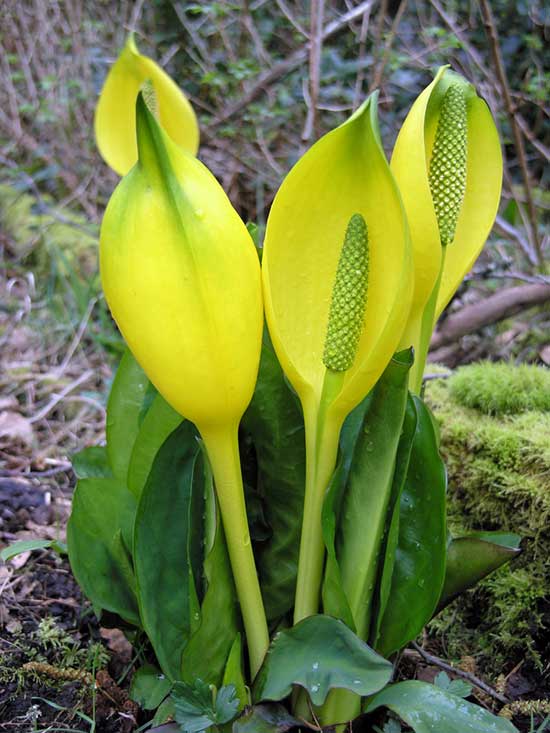 yellow Skunk Cabbage