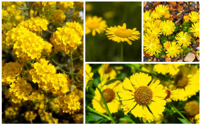 yellow perennial flowers