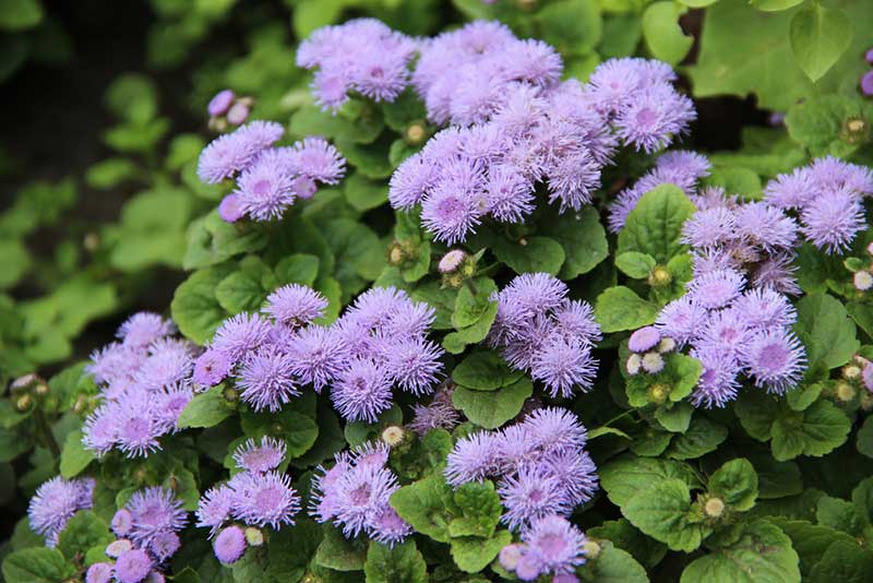 Ageratum