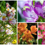 Alstroemeria