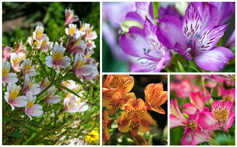 Alstroemeria