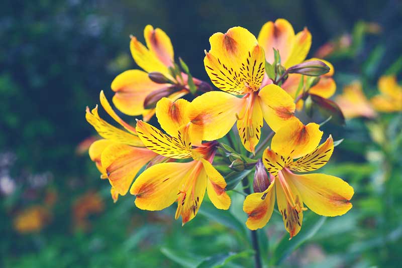 Alstroemeria yellow