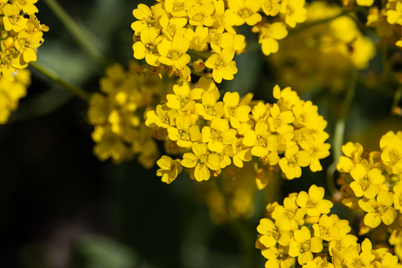 Basket of gold