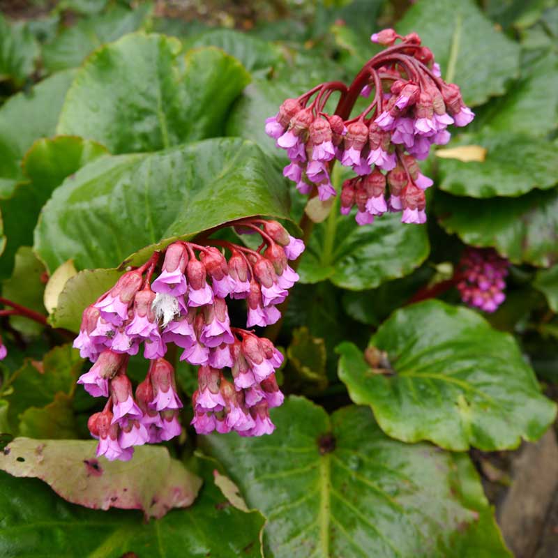 Bergenia