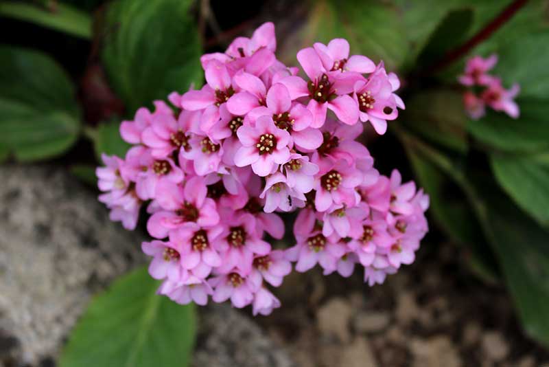 pink Bergenia