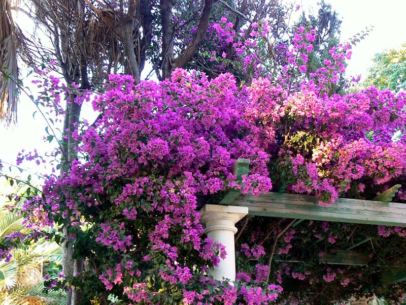 Bougainvillea