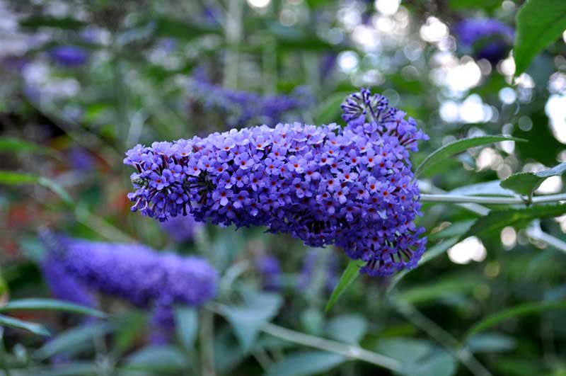 Butterfly Bush