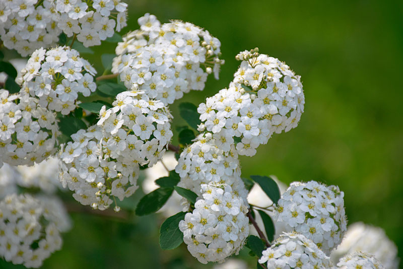 Candytuft