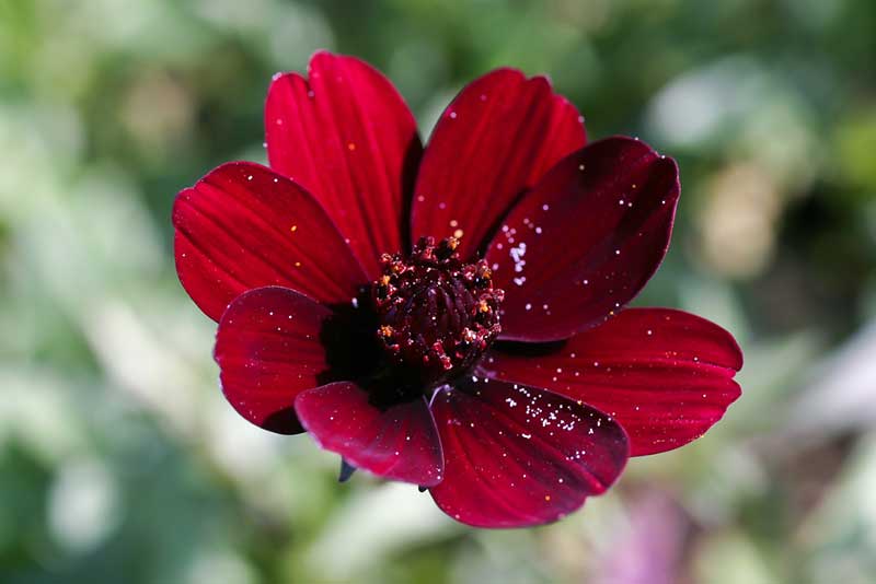 Chocolate Cosmos