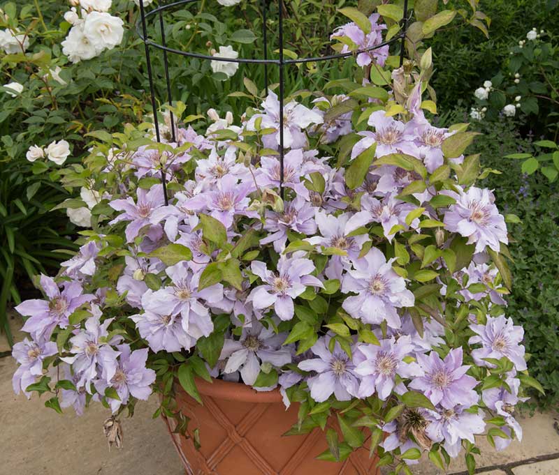 Clematis