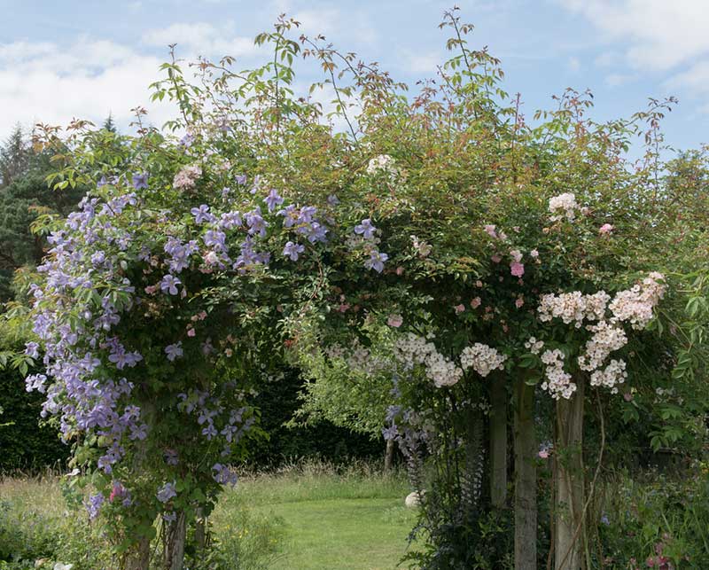 Clematis