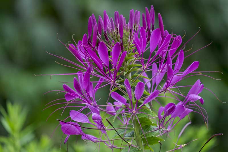 Cleome