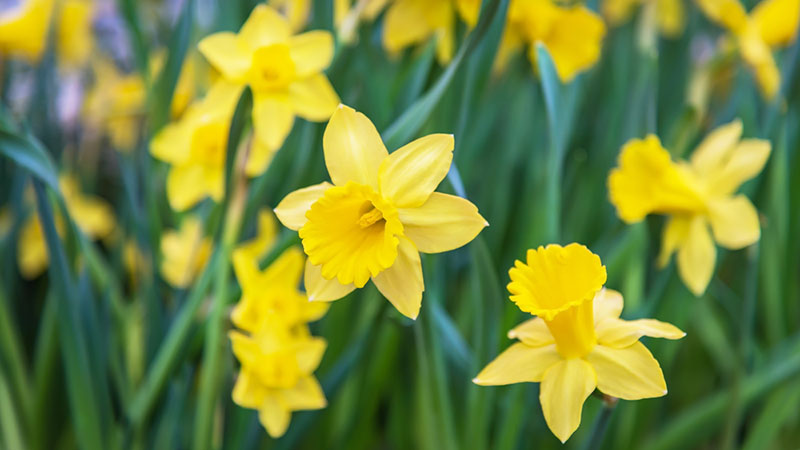 Daffodils