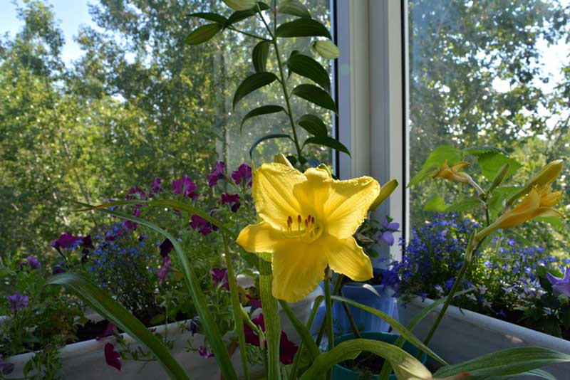 Daylily in container