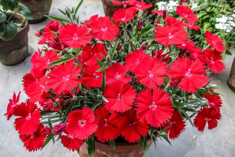 Tips for Growing Dianthus (Growing Guide) Garden Lovers Club