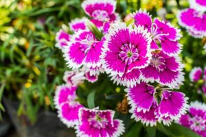 12 Best Salt-Tolerant Perennials - Garden Lovers Club