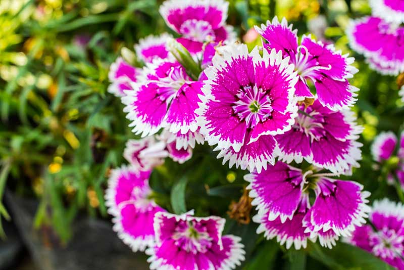 Dianthus