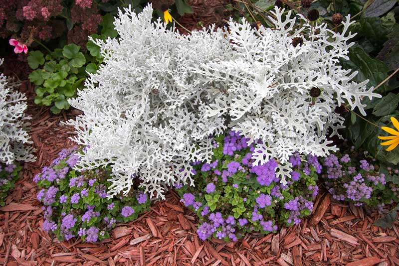 Dusty Miller