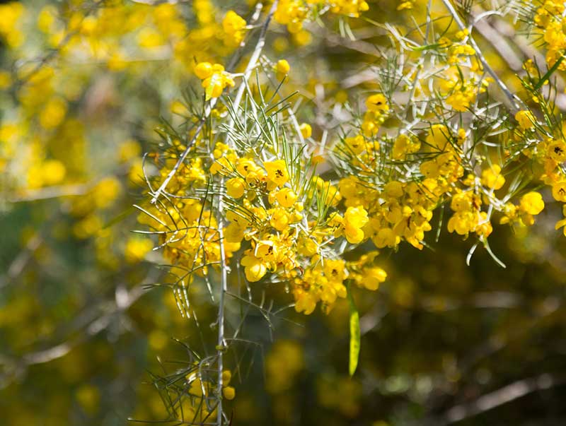 Feathery Cassia