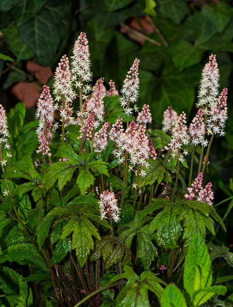 Foamflower