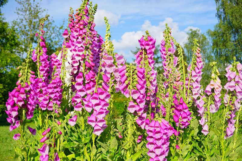 pink foxglove