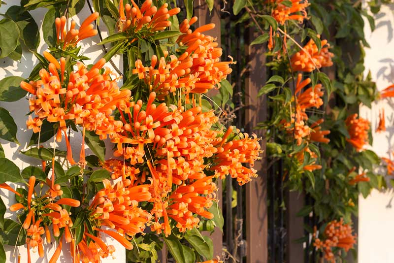 Honeysuckle Vine