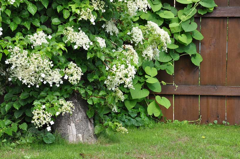 Hydrangea Vine