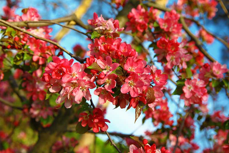 Japanese Flowering Quince