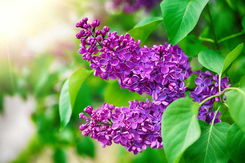 Lilac Shrubs