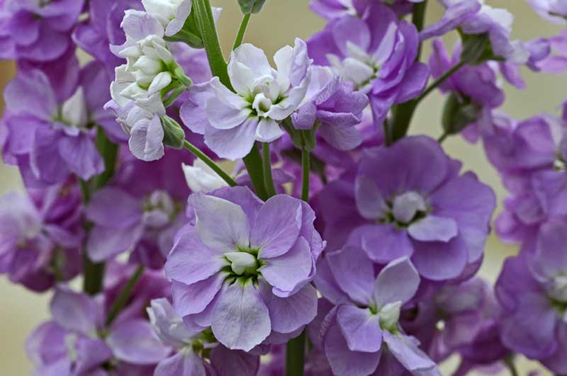 Matthiola incana