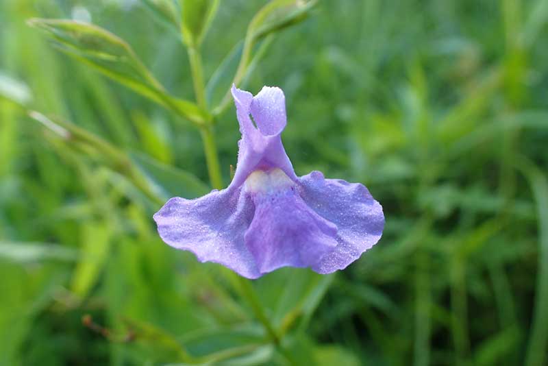 Monkey Flower