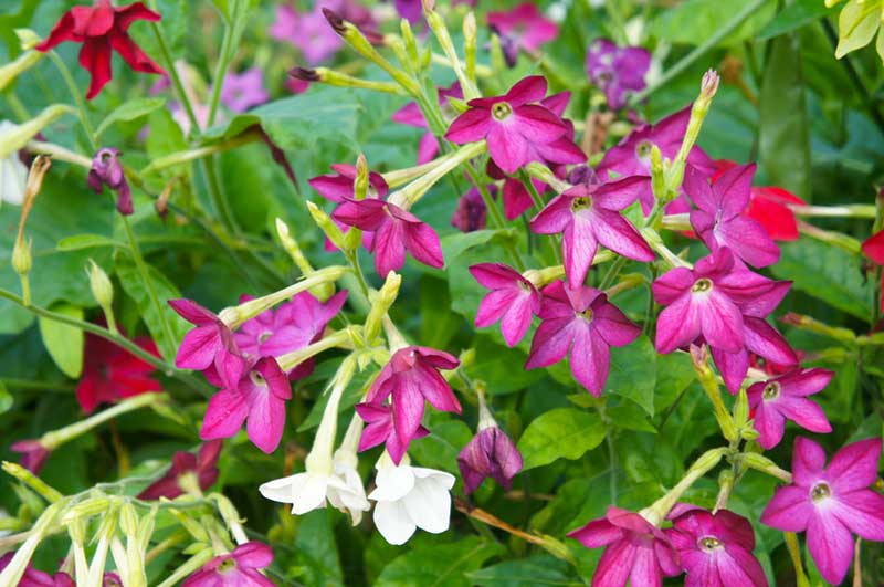 Nicotiana