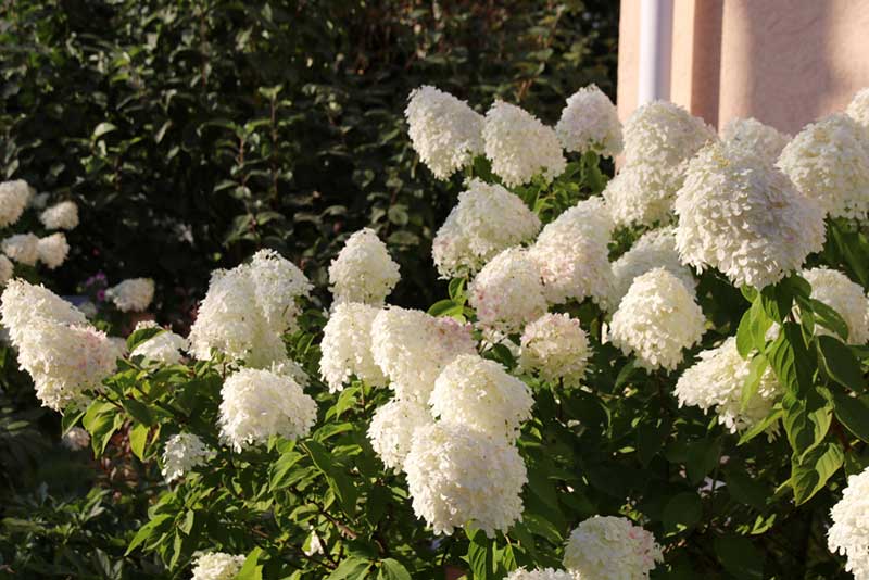 Panicle Hydrangea