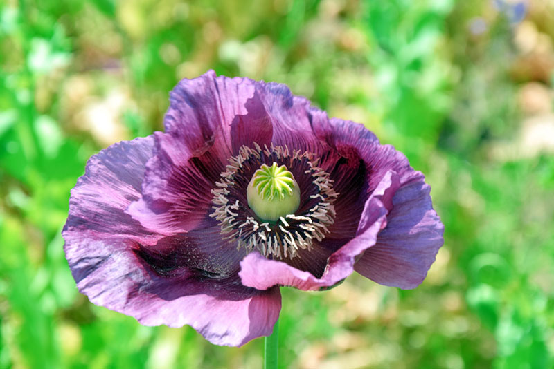 Papaver poppy