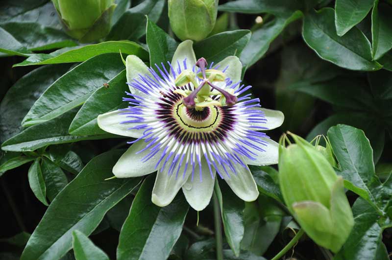 Passion Flower