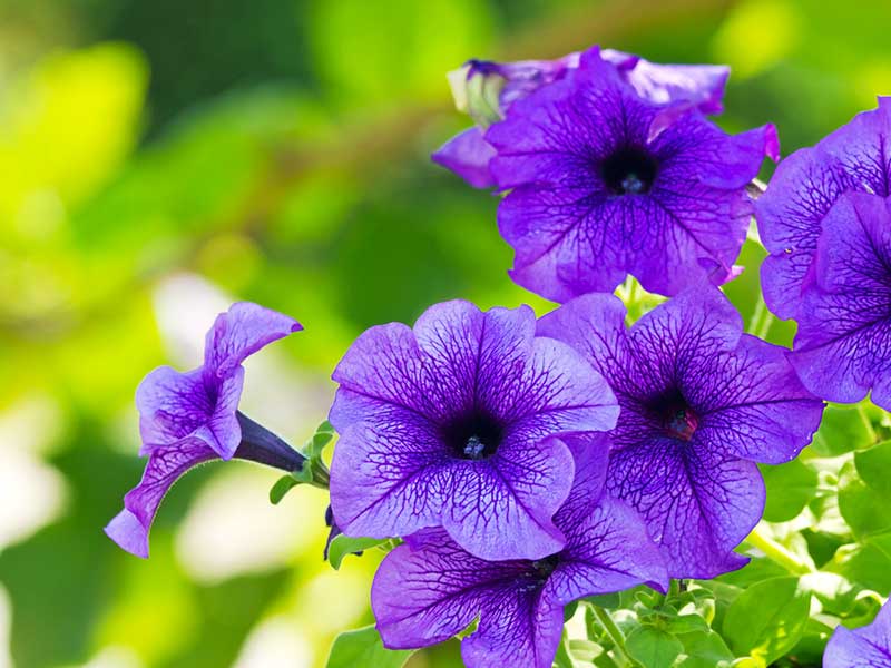 Petunias