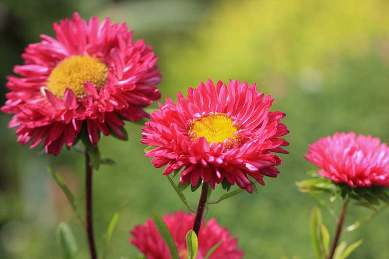 Pink Aster