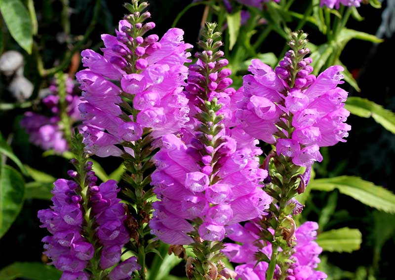 Pink Obedient Plant