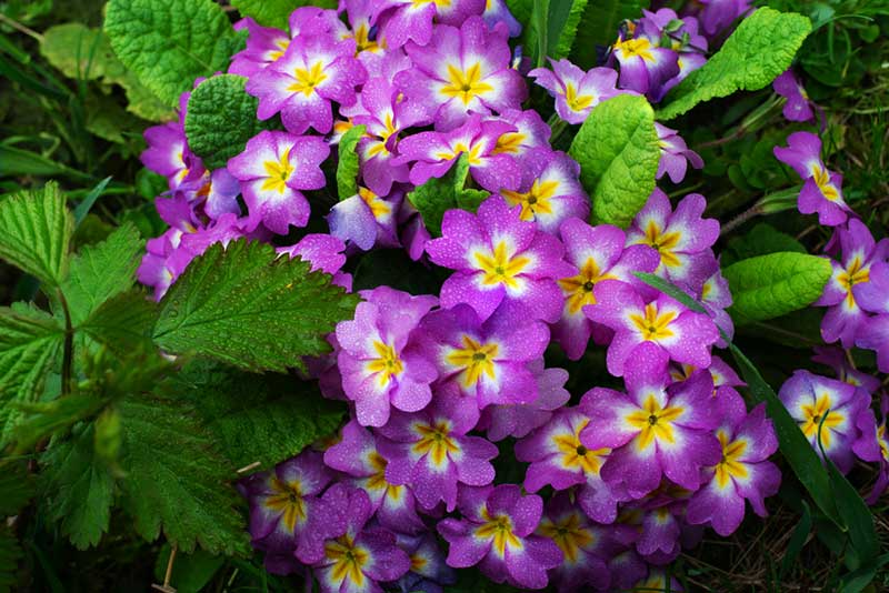 Primrose