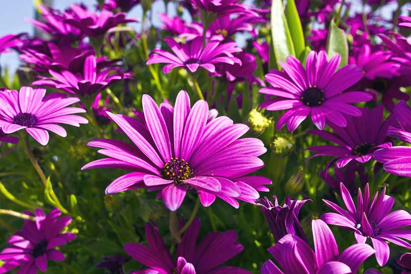 Purple African Daisy