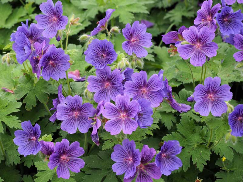 Purple Geranium