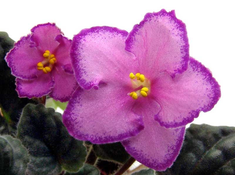 RD's Gleam African Violet