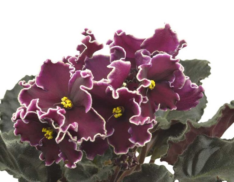 20 Different African Violet Varieties (With Photos) Garden Lovers Club
