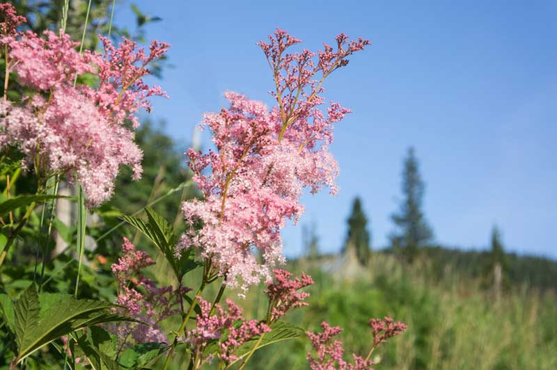 Rodgersia