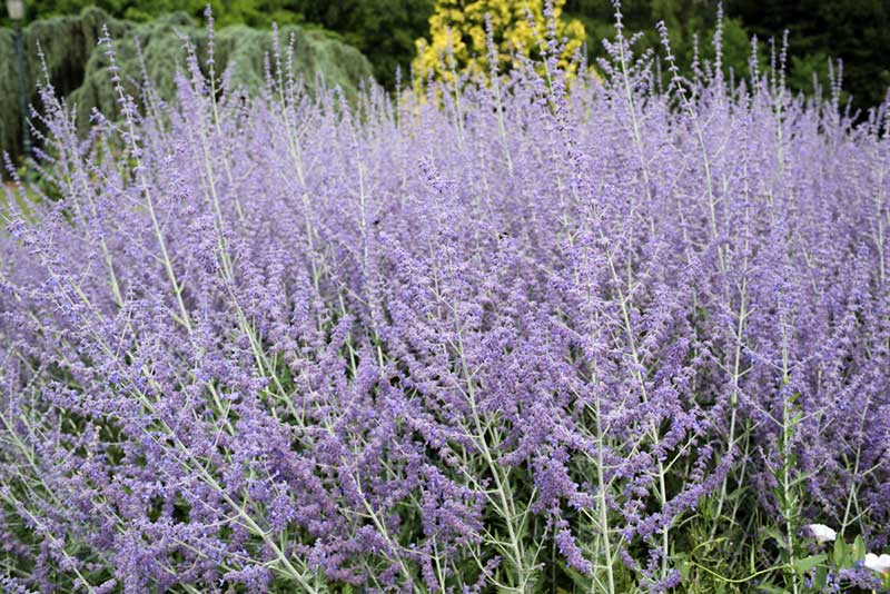 Russian Sage