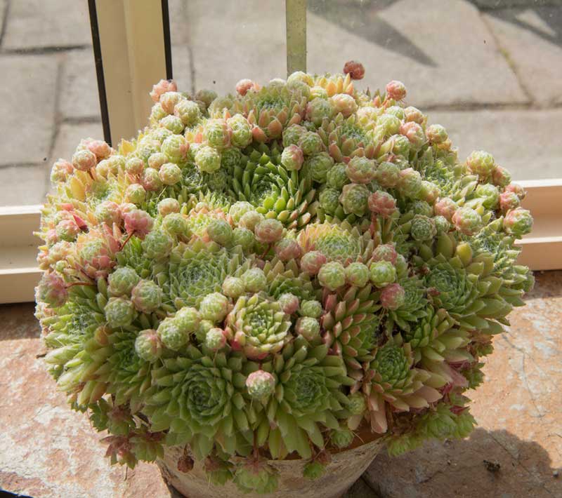 Sempervivum