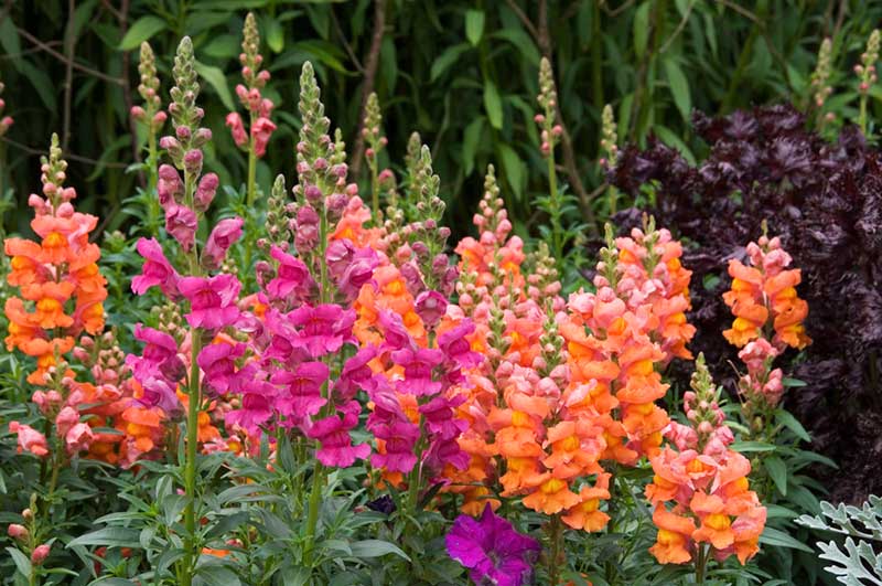 Snapdragon