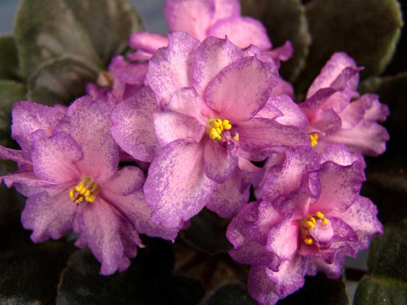 Strawberry Wave African Violet