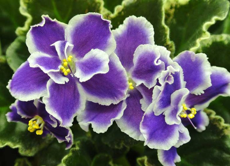 20 Different African Violet Varieties (With Photos) Garden Lovers Club